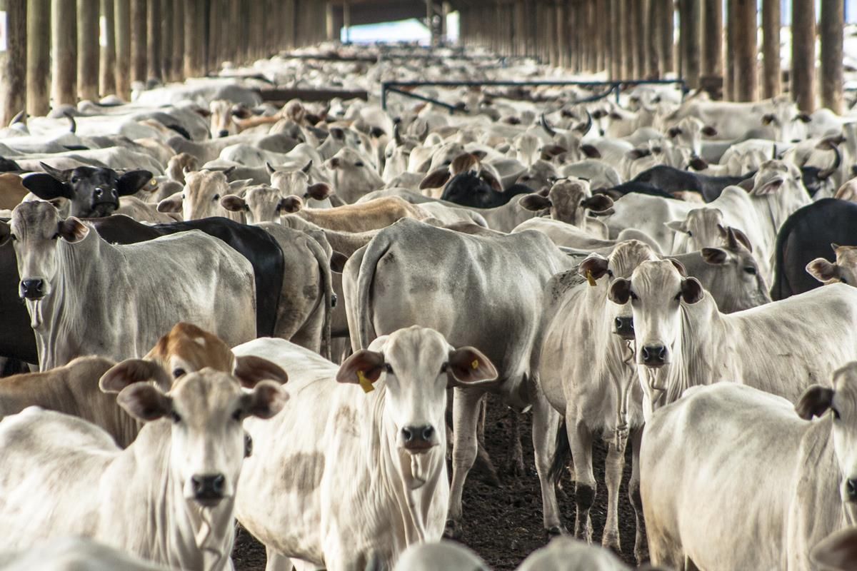 2025 beef exports from Brazil to exceed 3m tonnes for first time
