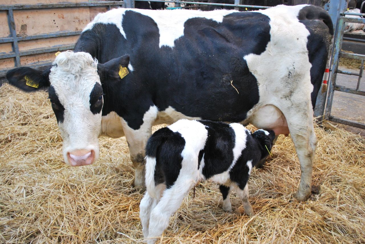 Preparing for quality colostrum ahead of the calving season