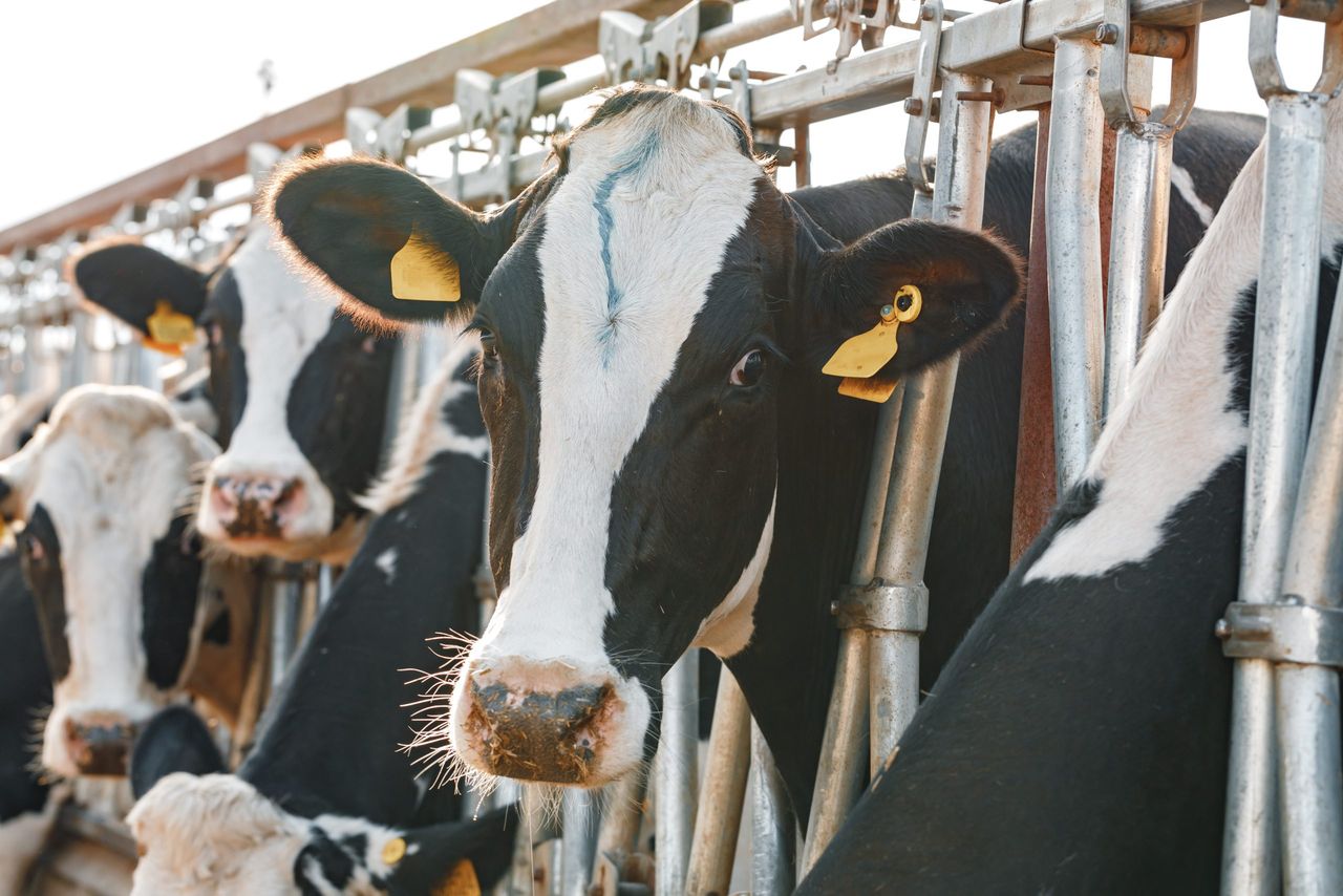 GB milking herd sees biggest decline in 5 years