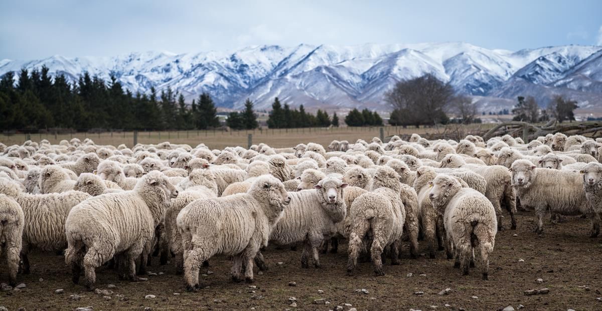 Farmers in New Zealand told to prepare as winter arrives