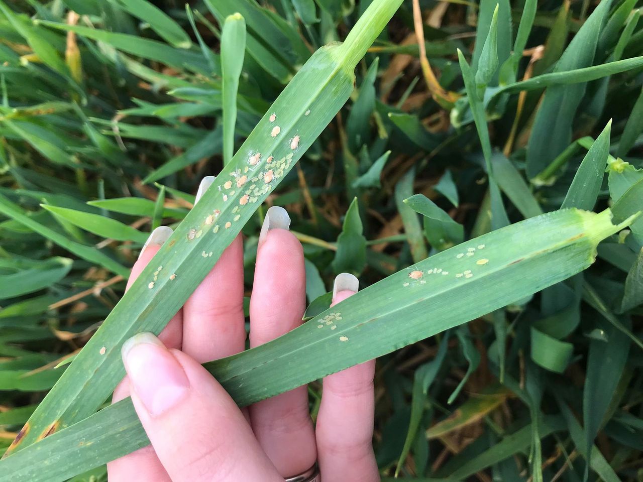 New app gives assistance in BYDV control