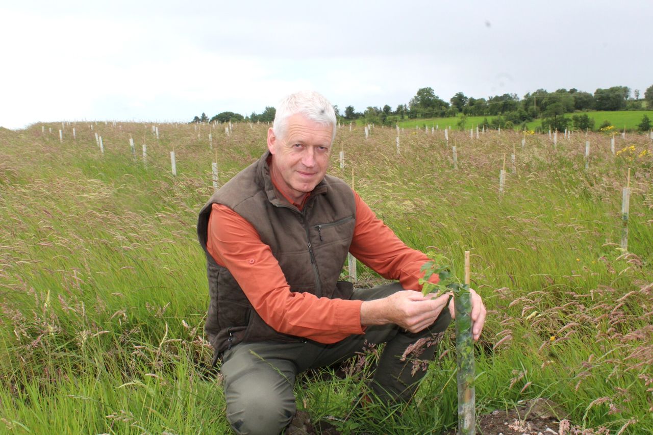 NI woodland creation should be ‘bona fida agricultural activity’ – consultant