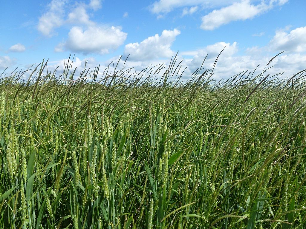 UK Government to boost British agri-tech by £22 million