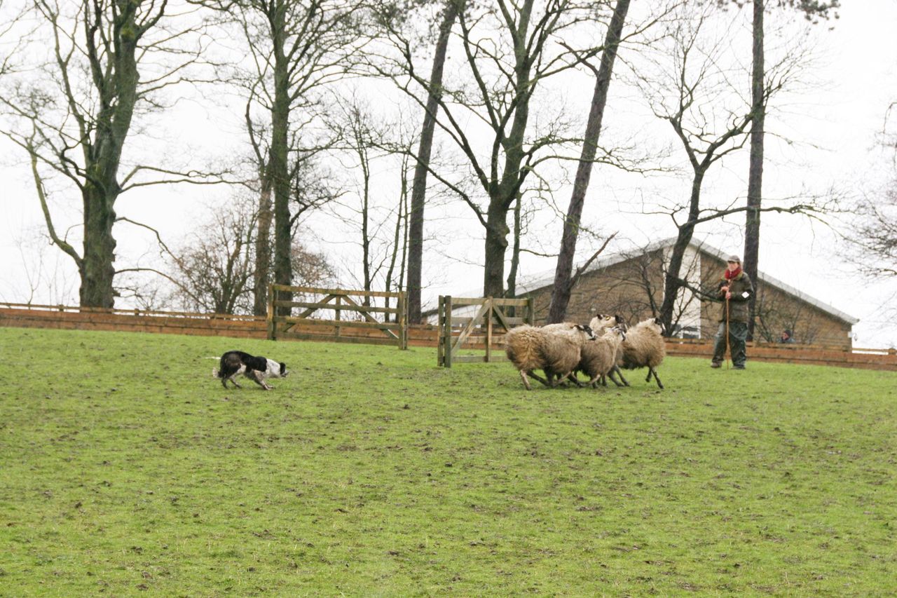 Dog owners 'responsible' for ensuring livestock attacks do not happen