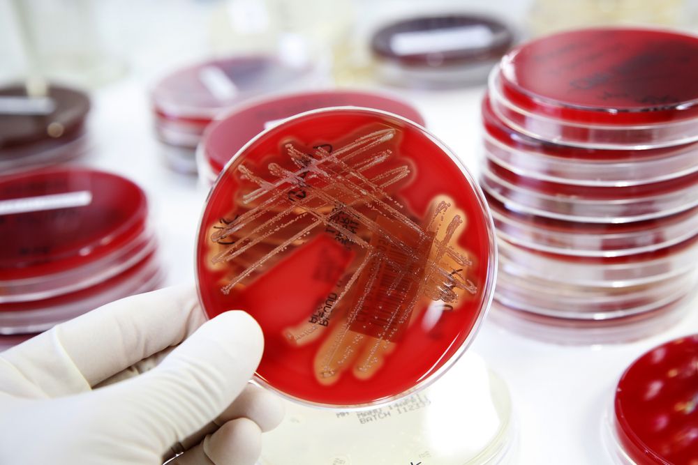 Poll: Should cloning for food be banned - MEPs vote that it should be