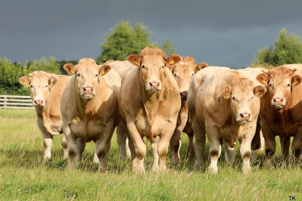 Northern Ireland brucellosis compensation rates released