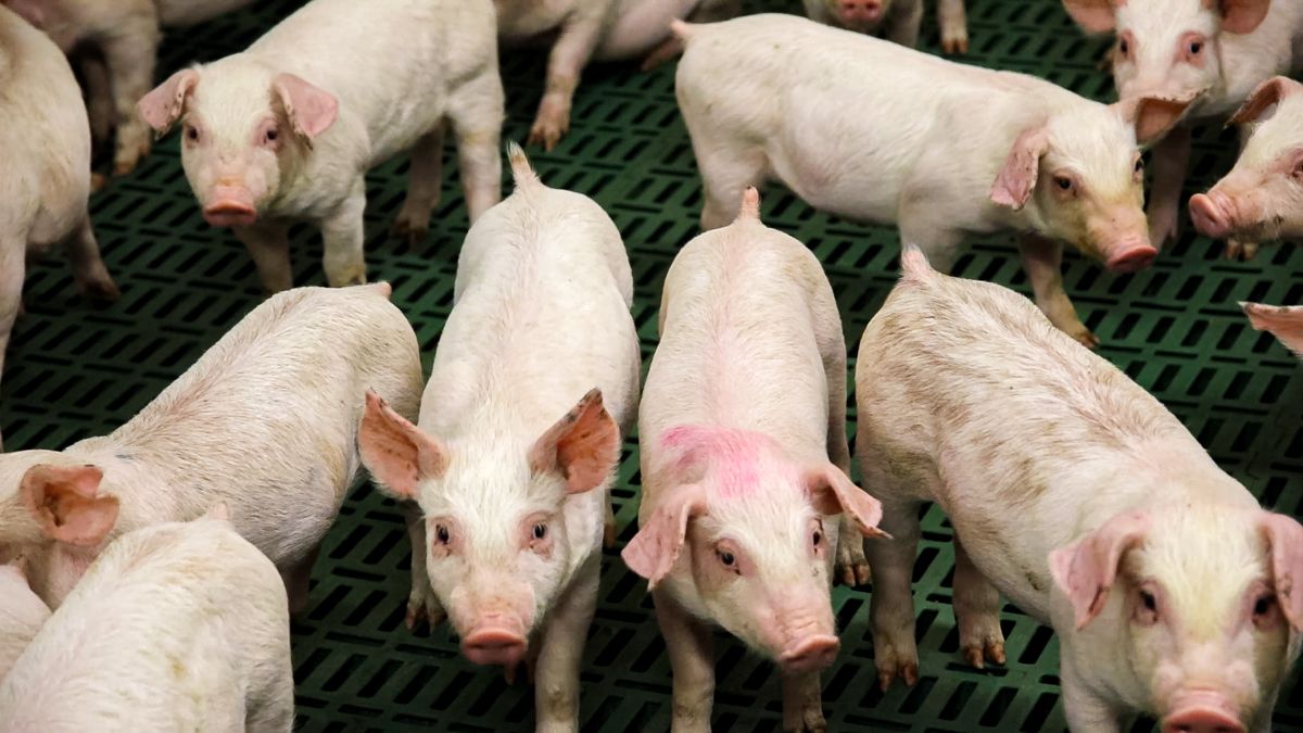 Pig producers urged to take part in zinc oxide study