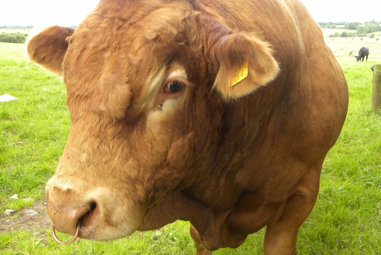 Buying a stock bull this year? Here's a few words of advice