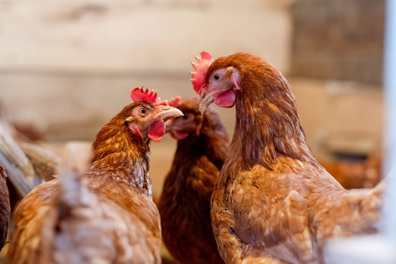 NI poultry sector ‘worried’ amid bird flu outbreaks – cllr