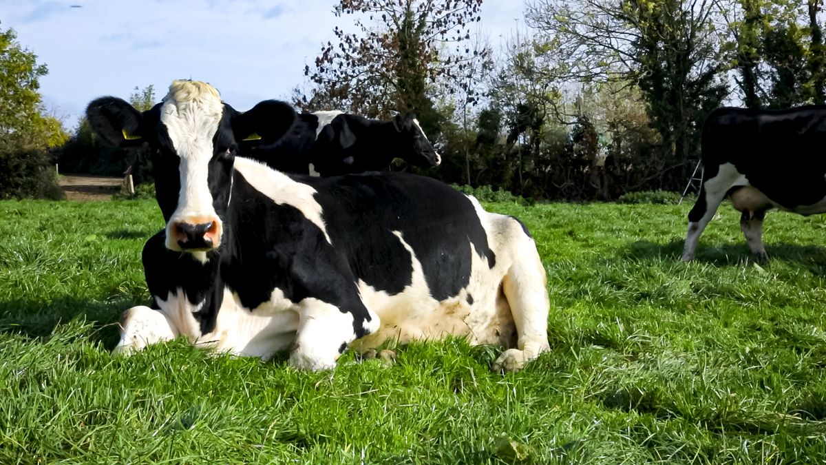 £21 million digital dairy project to create 600 jobs