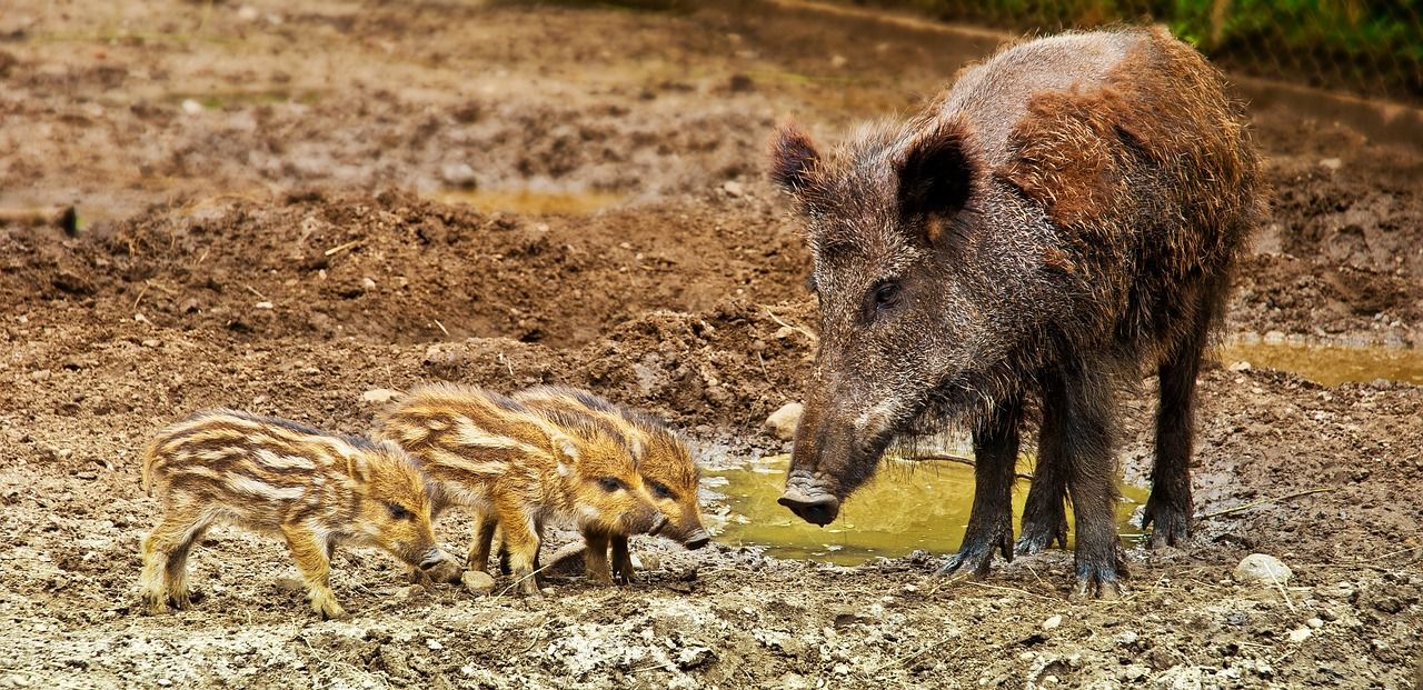 Wild boar working group to weigh up feral pig population control