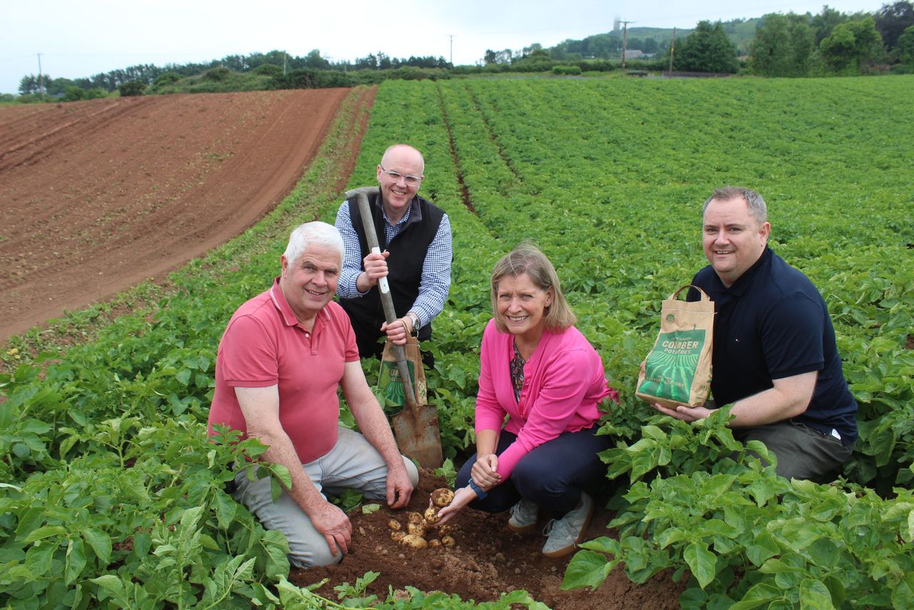 Potato harvest starts in NI with digging of ‘Comber Earlies’