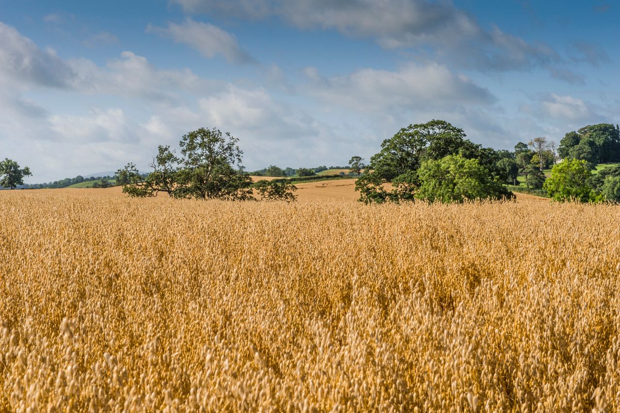 White’s Oats receives new £5m deal with Aldi