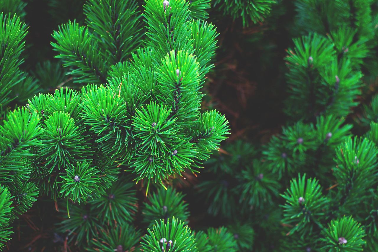 Monocultures of conifers can be more resilient to spring drought - study