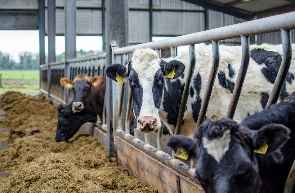 Trials to start on link between sulphur content in feed, metabolic issues and Bovaer