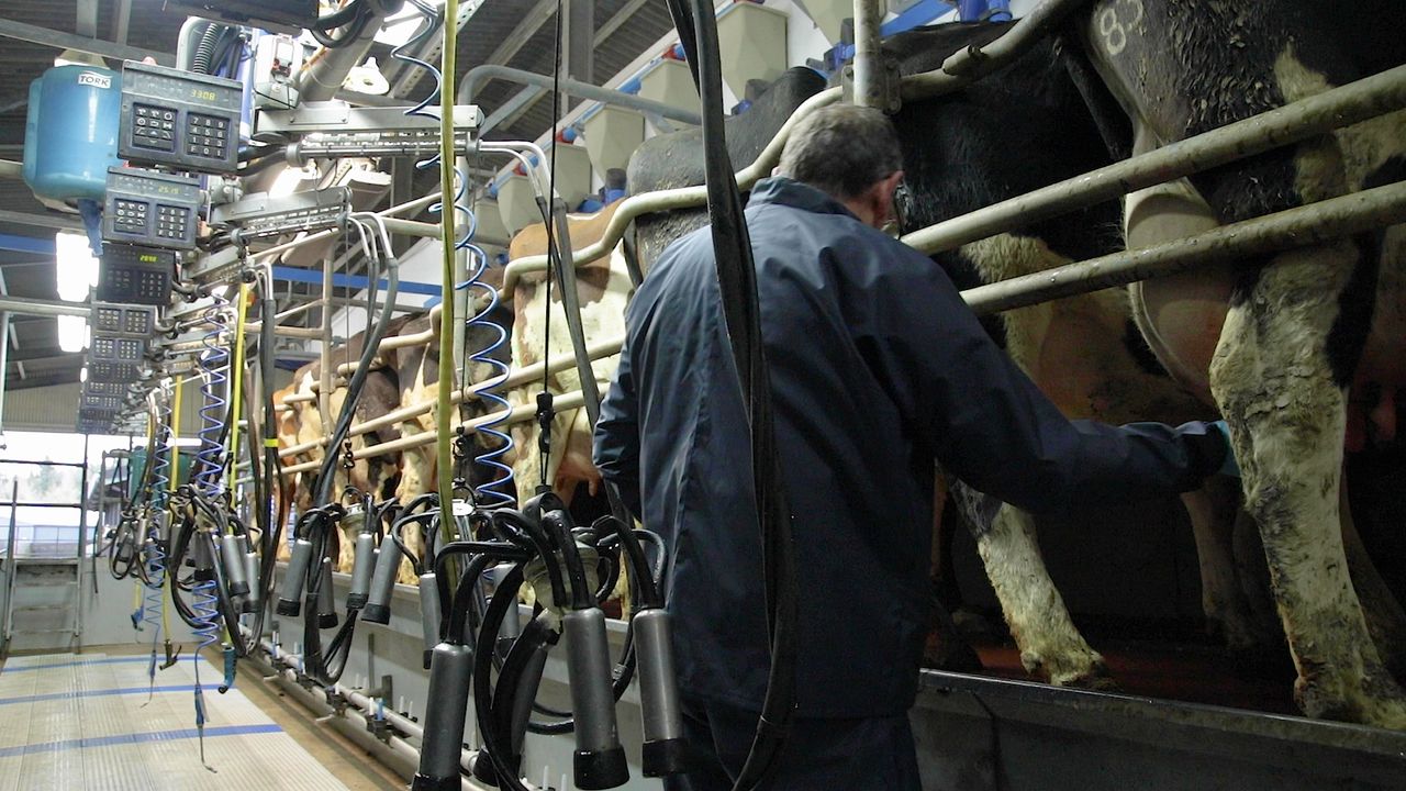 Dairy advice: Do you have a good milking routine?