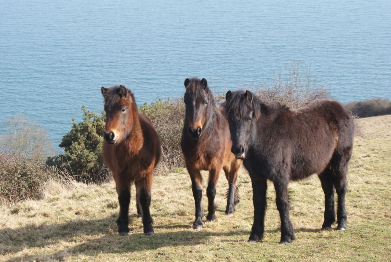 Court orders release of four horses held at NI Port for a month