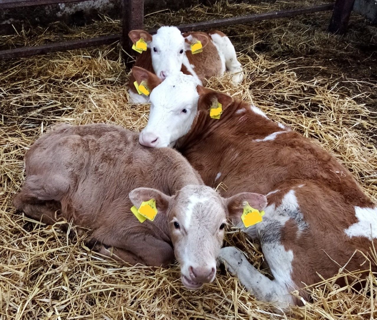 The 'horrendous' cost of BVD infection for farmers - AHWNI