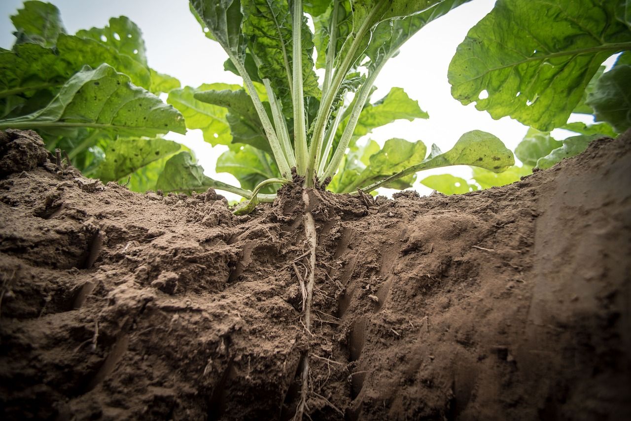 Emergency use of insecticide granted for beet moth in UK