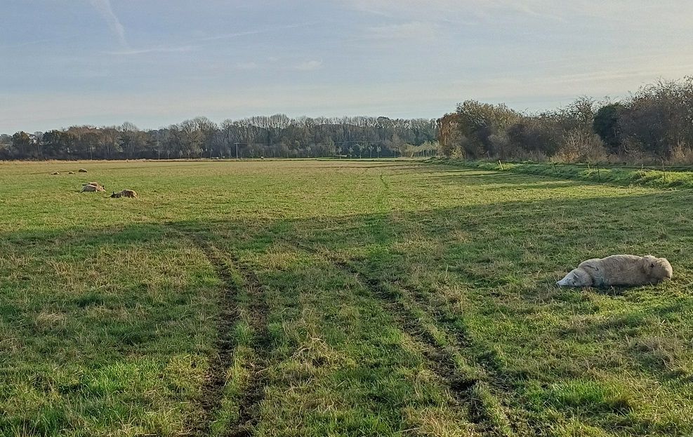 Seven sheep die in hit and run incident in North Yorkshire
