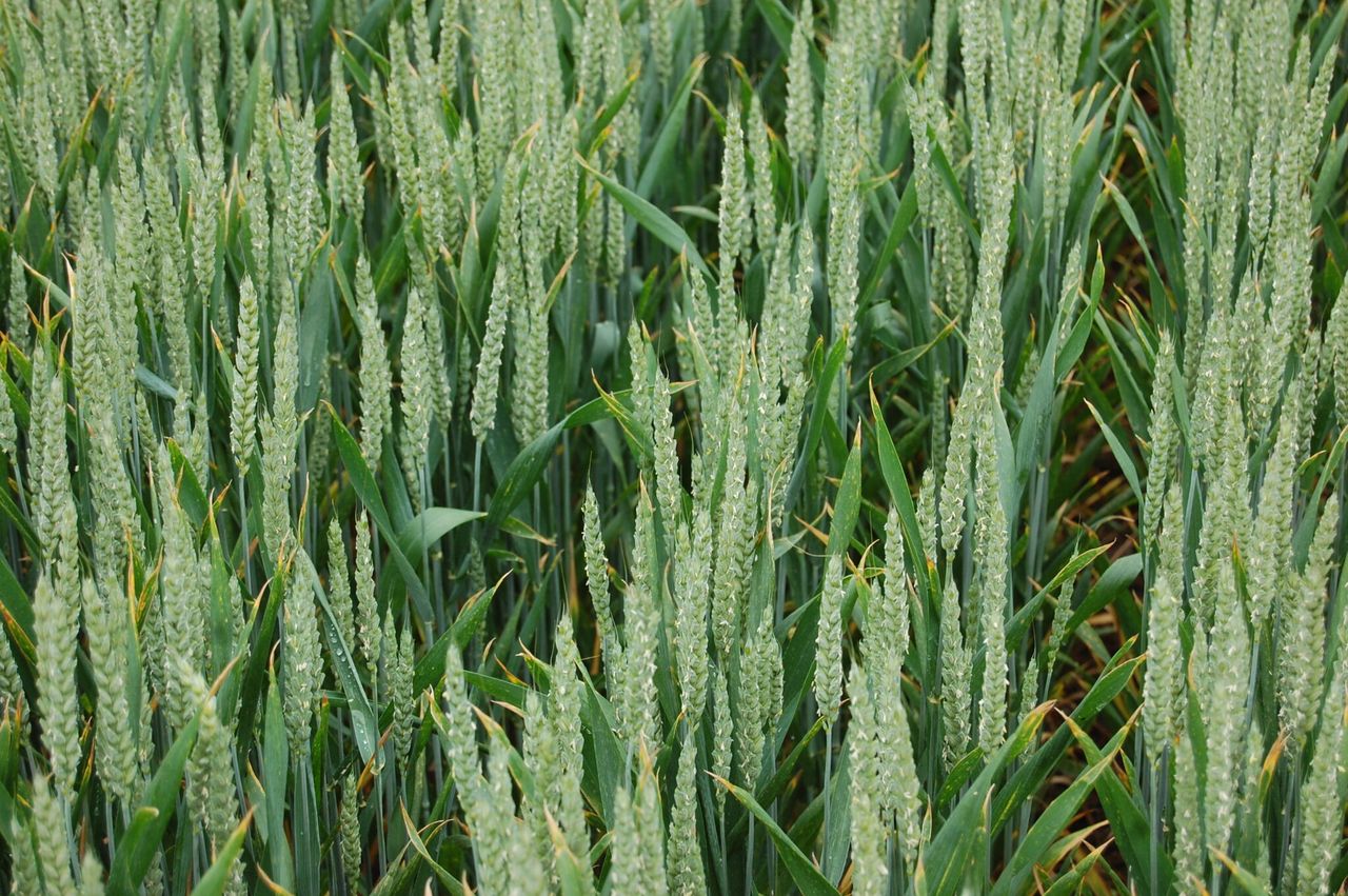 AHDB: UK winter crop prospects remain strong