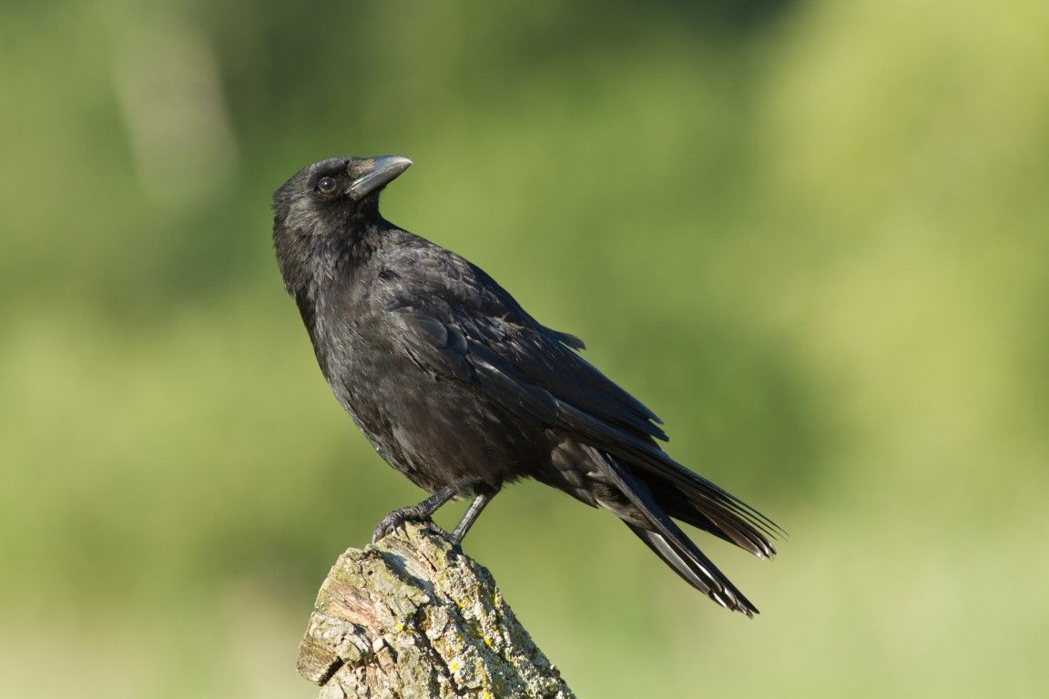 Great advice on how to prevent crow attacks on crops