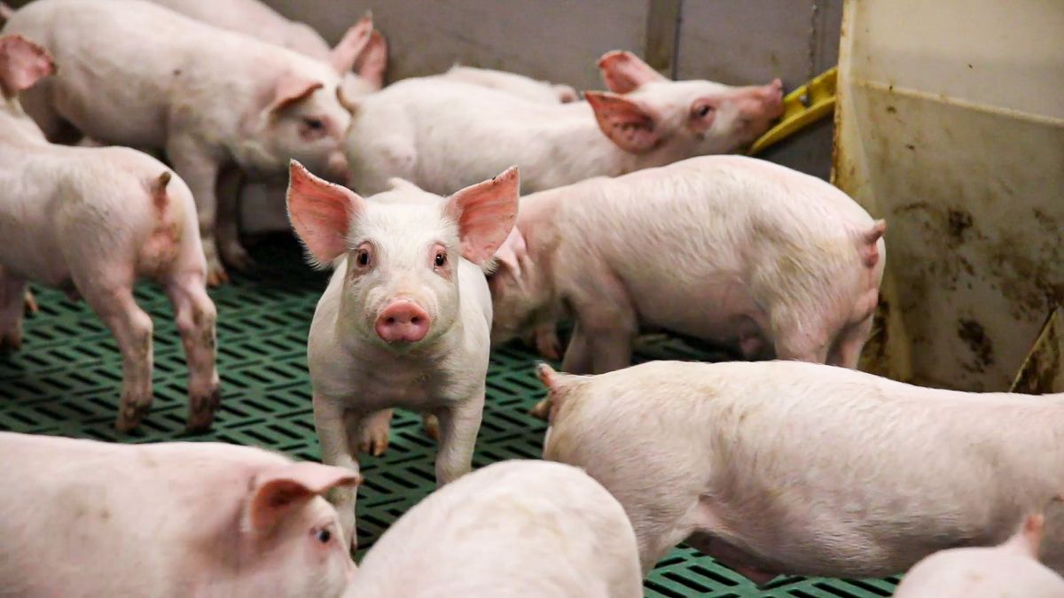 German international pig club meeting to be held next month