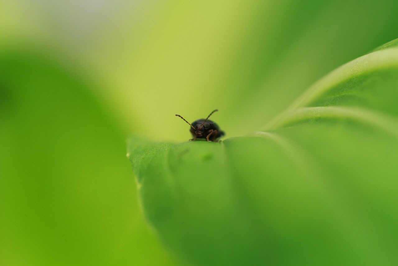New PhD course launched on oilseed rape pest