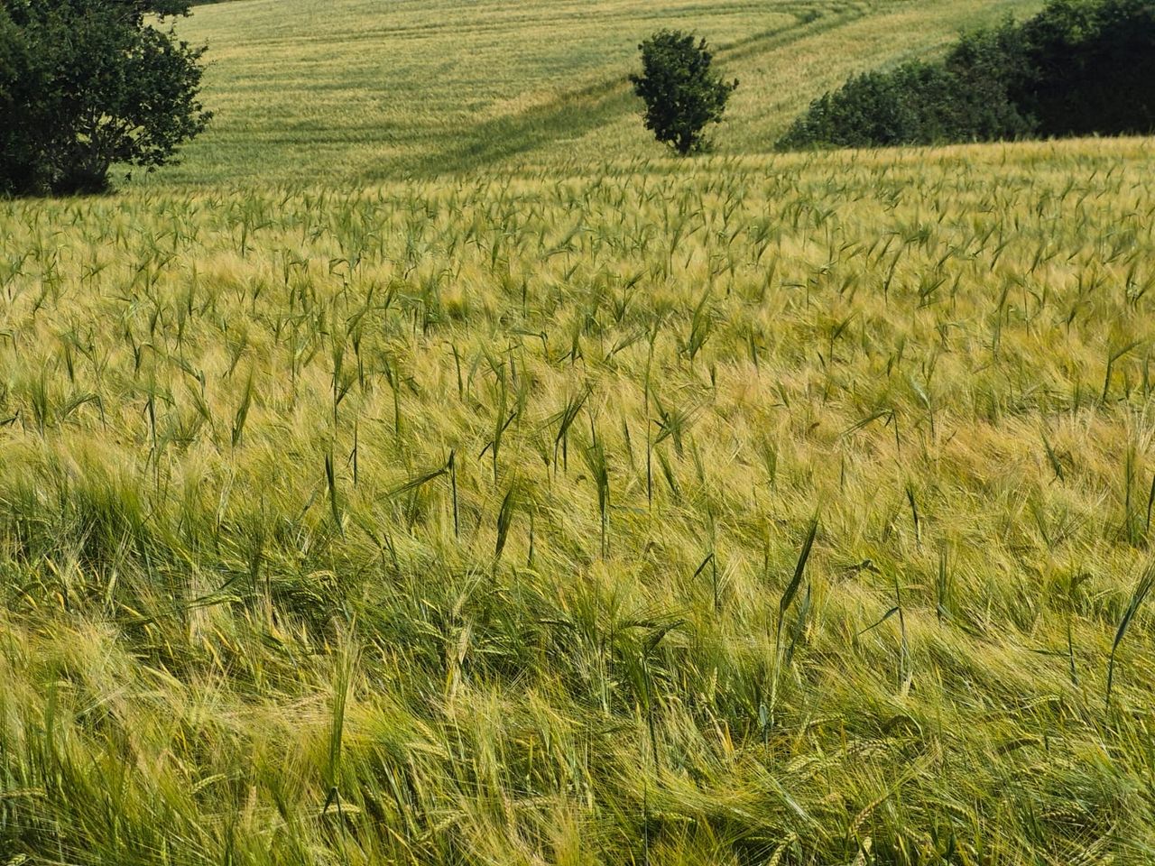 Plants use ‘mechanical strategies’ to push through soil – study