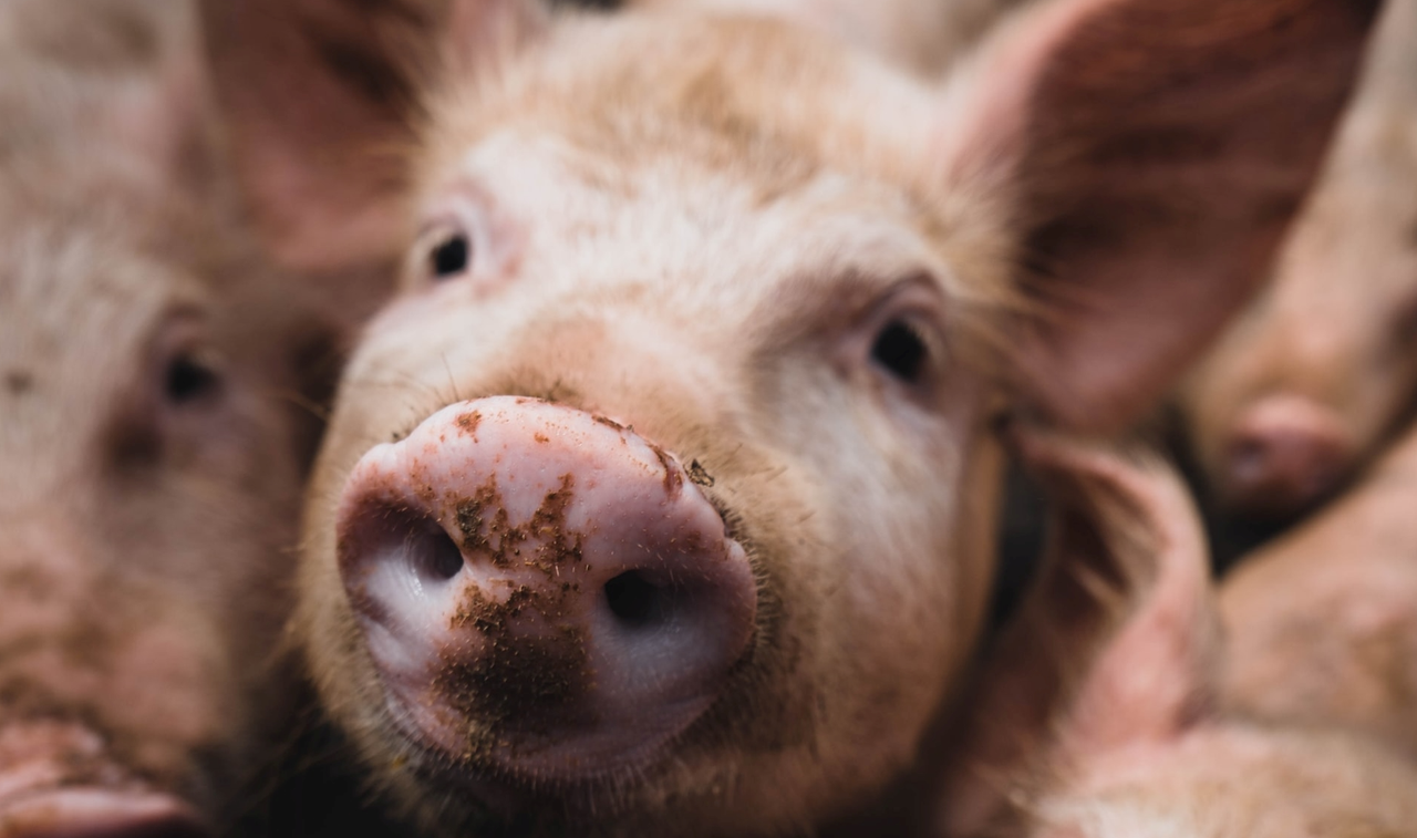 NI pig prices now above cost of production – bank