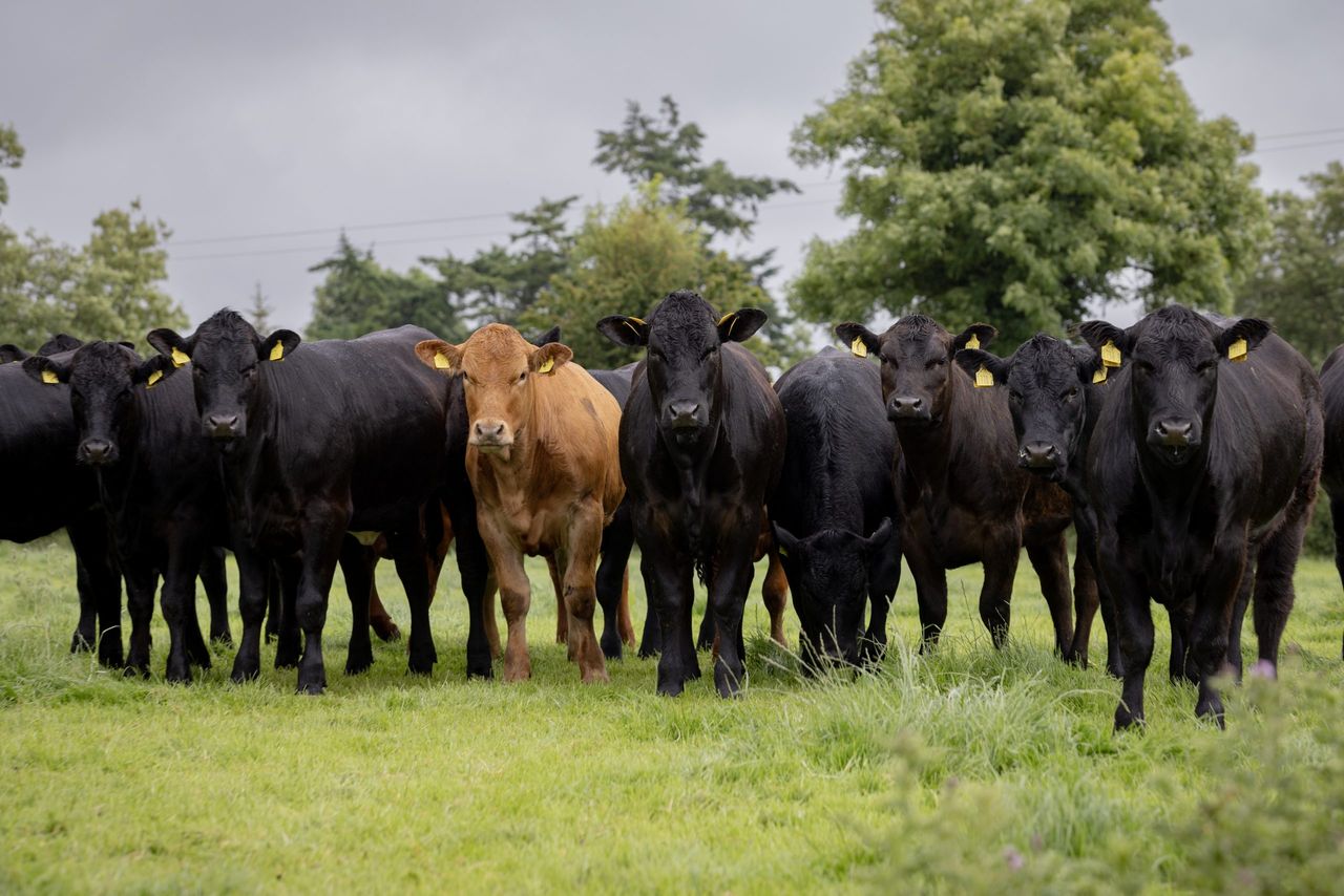 UFU launches ‘Where is your beef from?’ World Cup campaign