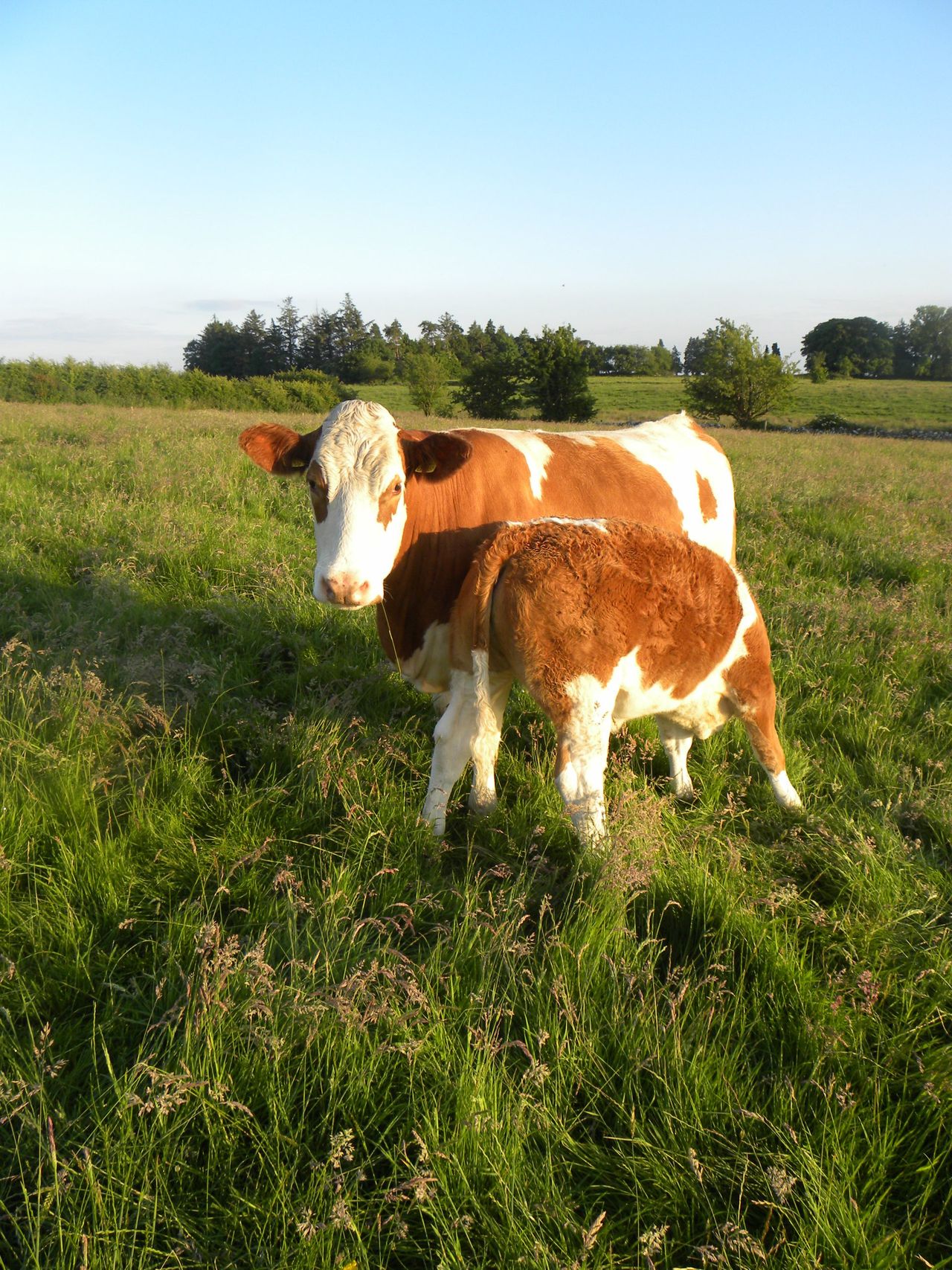 Autumn beef management tips