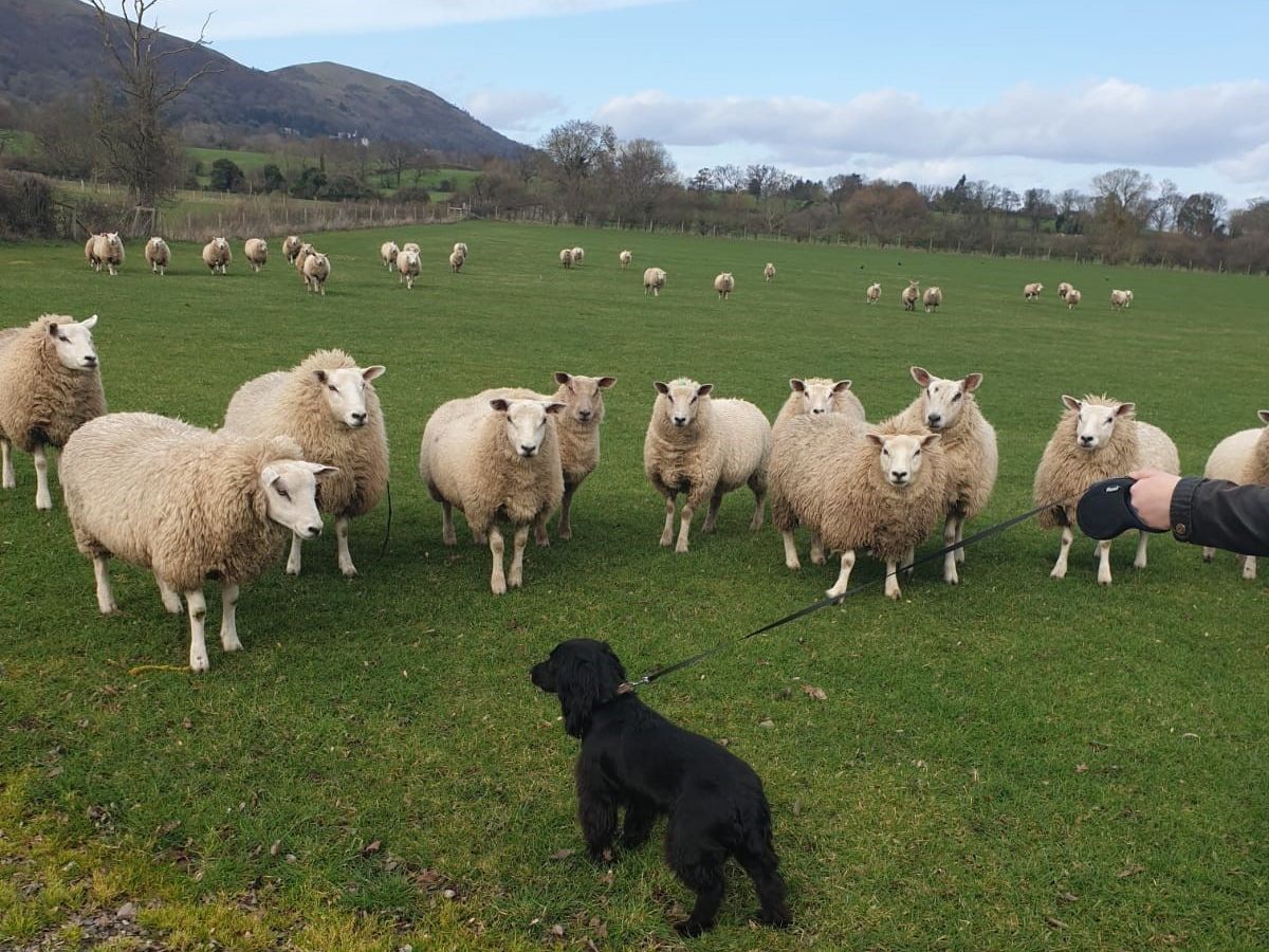 NSA launches 2020 dog worrying survey