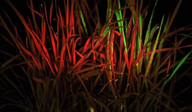 Major gene breakthrough 'game-changer' in herbicide resistance