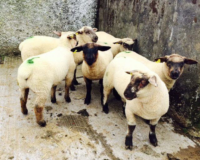 UFU voices concerns over mislabelling of red meat