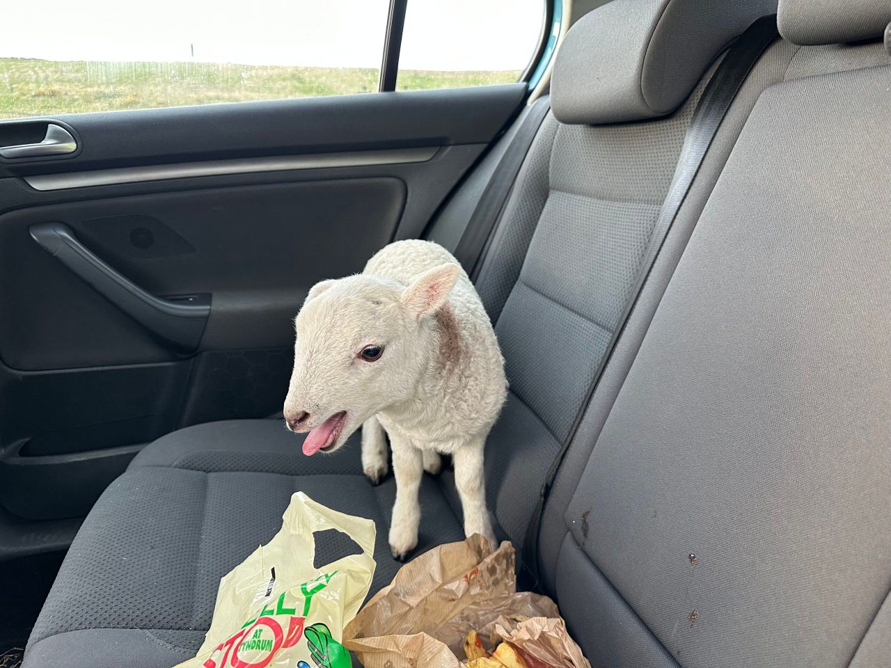 Police find lamb in car alongside £10k worth of drugs