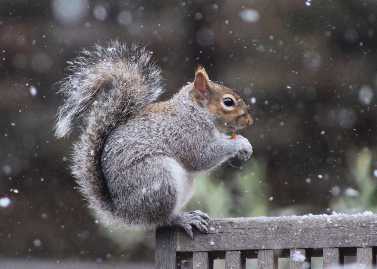 Restoring native predators could help tackle invasive species
