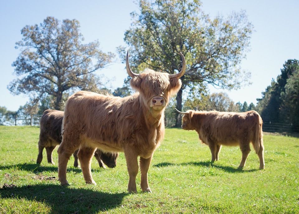 Political parties to set out visions for Scottish agriculture