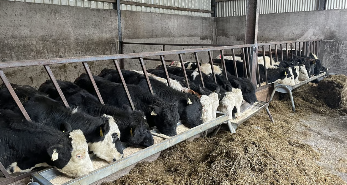 Tips and advice on improving ventilation in existing cattle sheds