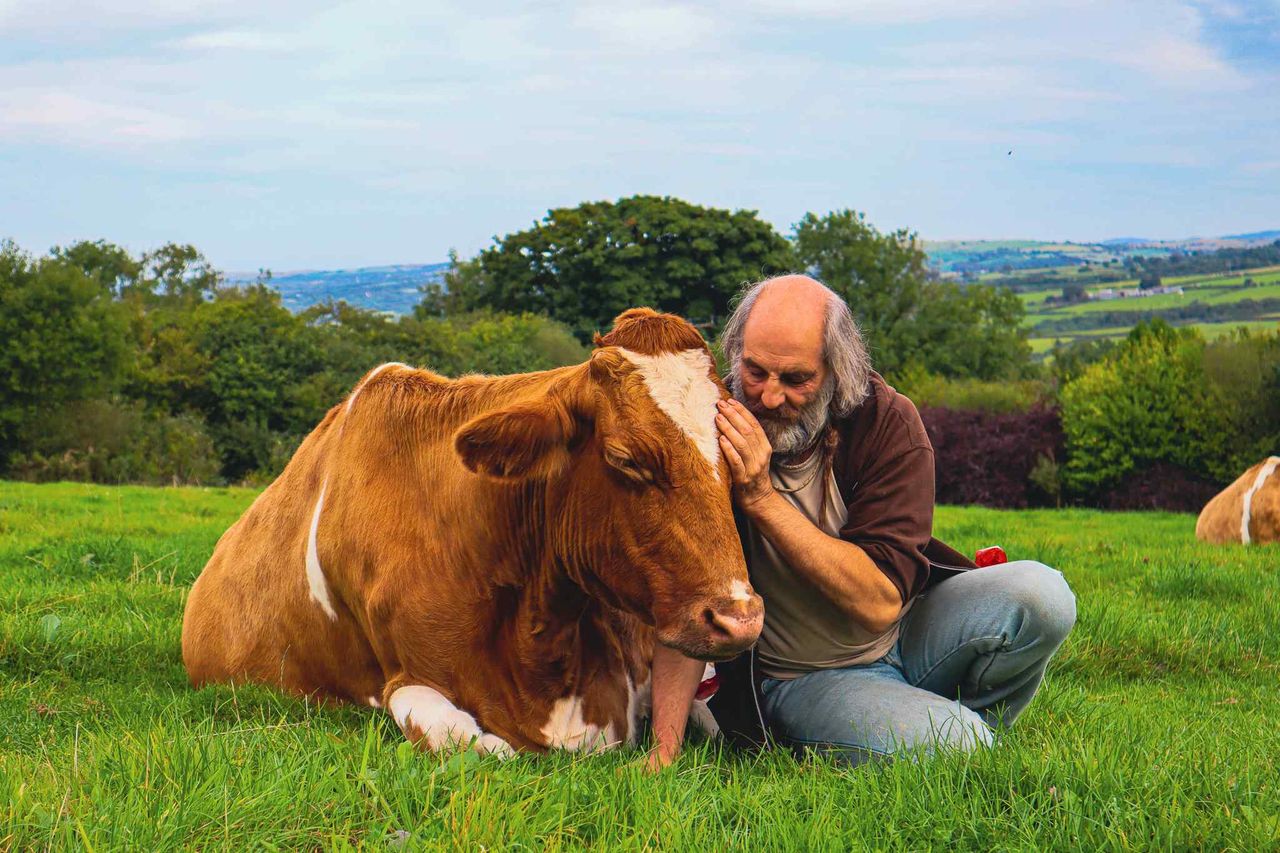 Former monk runs ‘cow cuddling’ service for stress relief