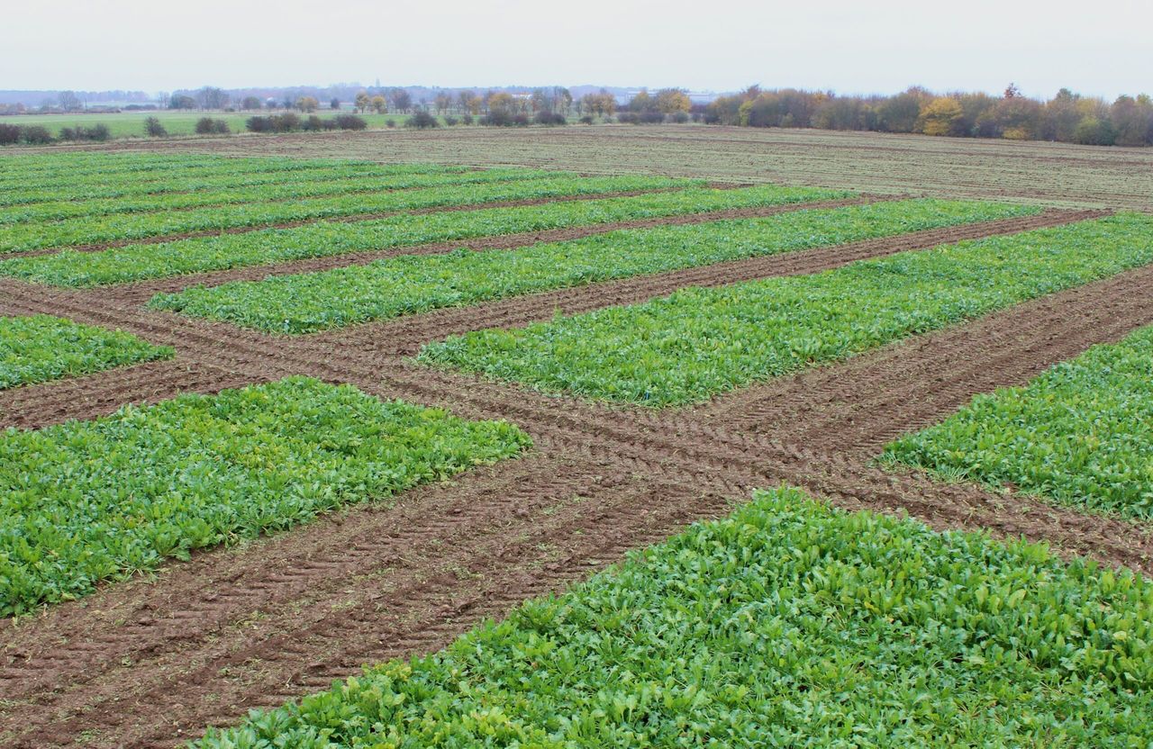 NFU Sugar reforms UK sugar beet seed model to give 'flexibility'