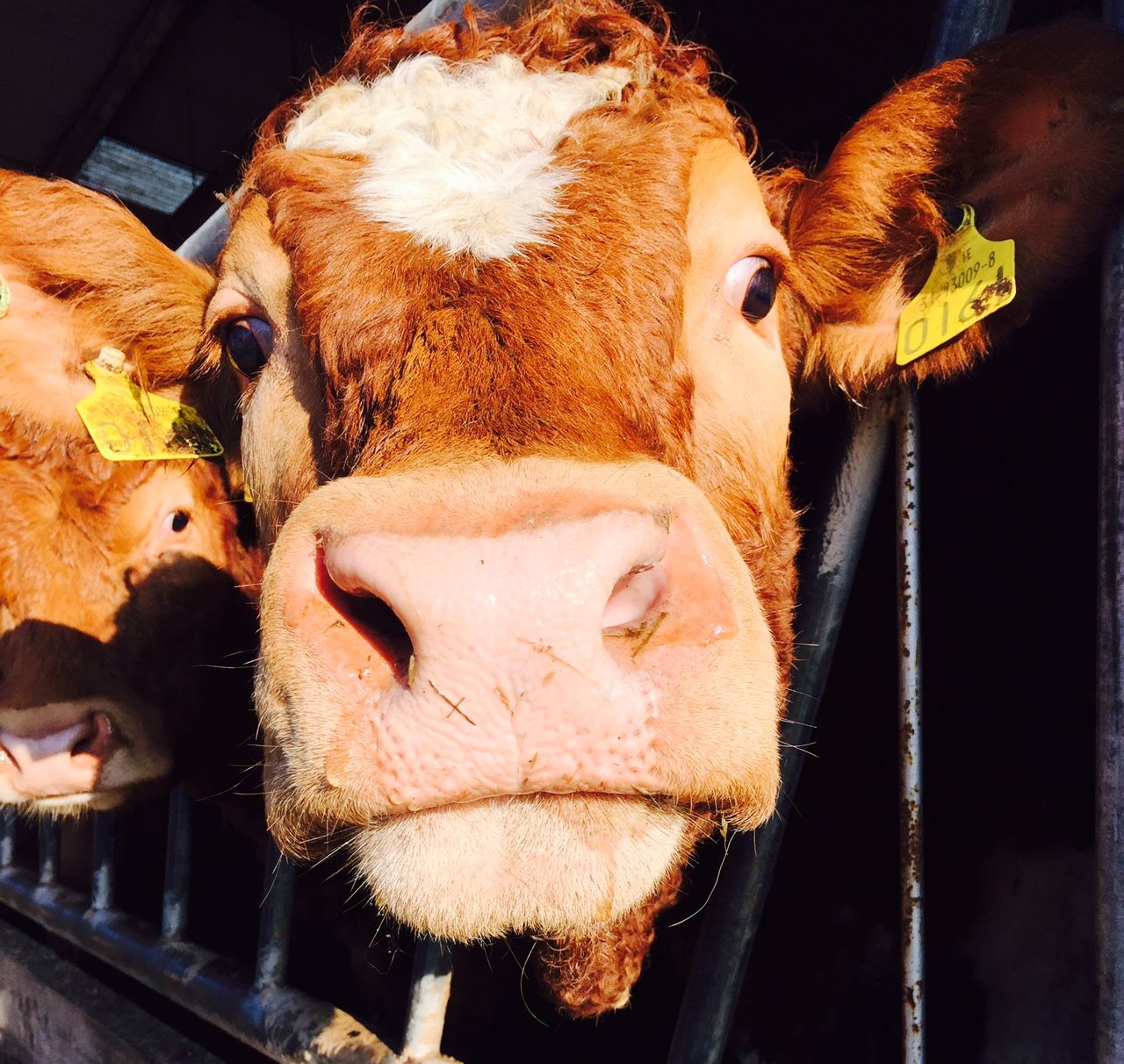 Cows can't talk, but they communicate with us every day