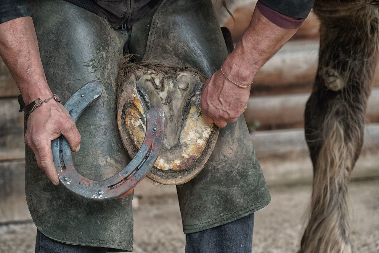 MP raises concerns over clash of farrier organisations