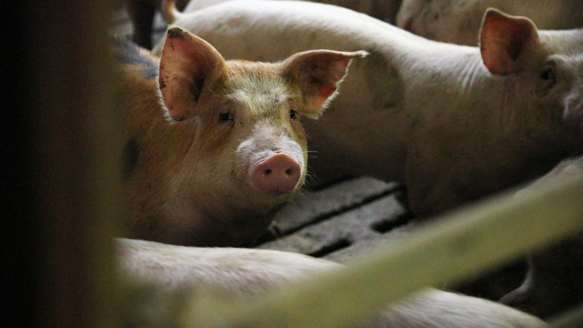 Quarter of world’s pigs could be lost to ASF – OIE president