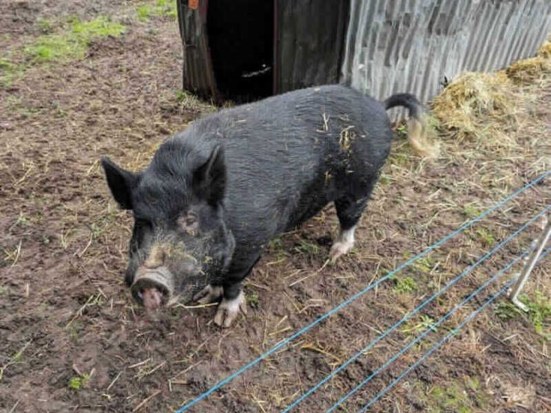 Appeal to rehome pot-bellied pig named Pigolas Cage
