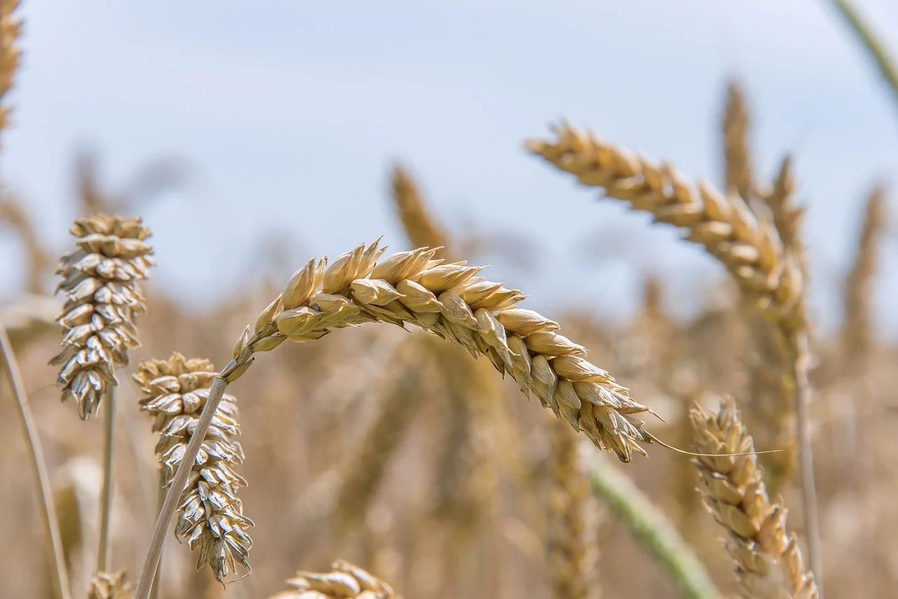 Greater reliance on imported grain in 2024/2025 – AHDB