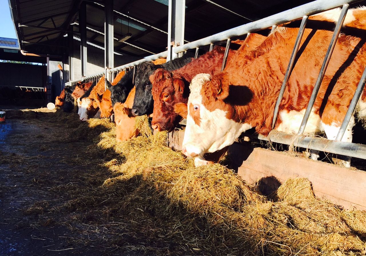 Poland now the third largest beef exporter to UK, after Ireland and the Netherlands