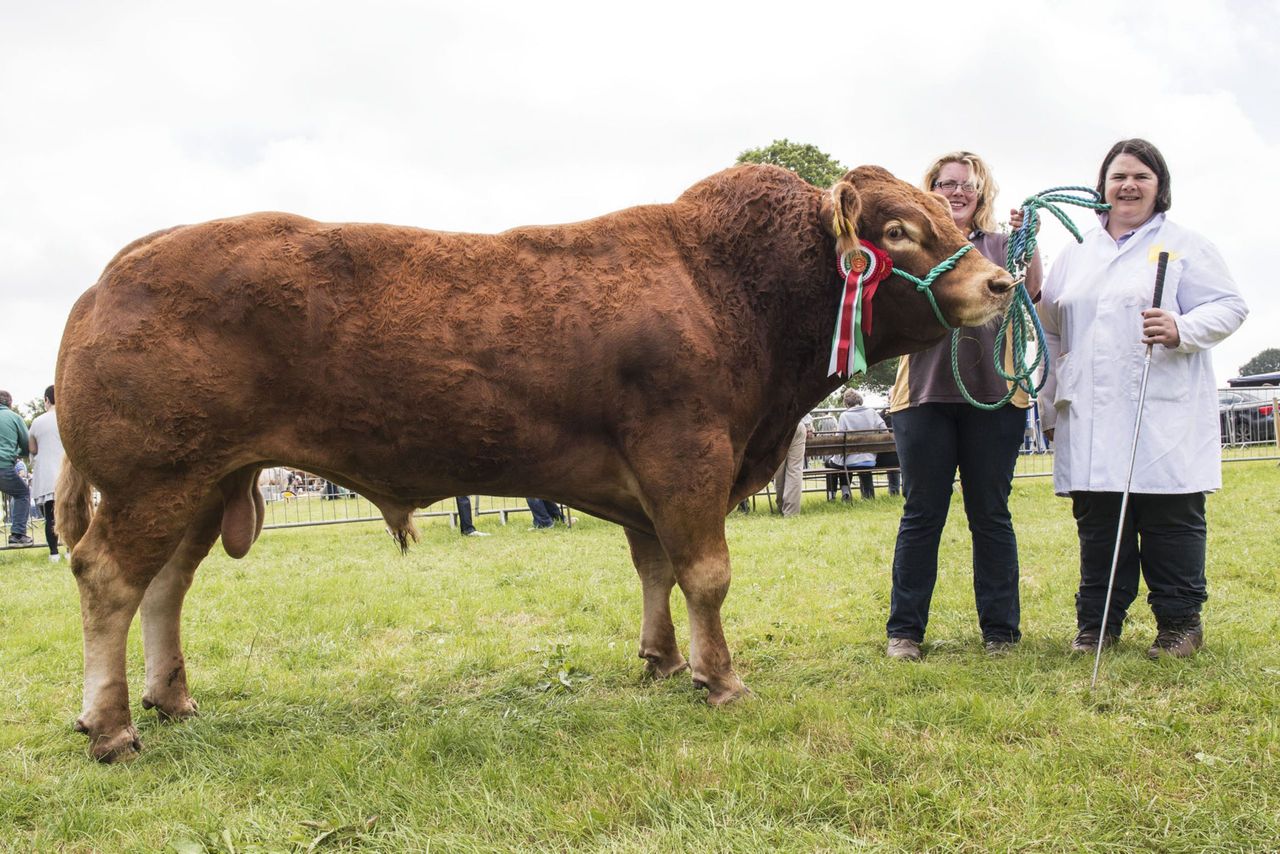 Limousin extravaganza at Antrim Show
