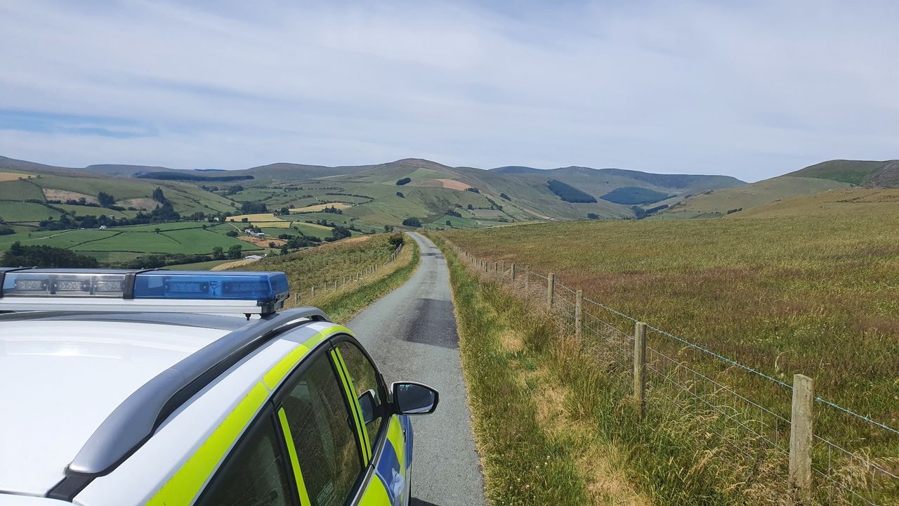 Pregnant cows die following dog chase in Wales