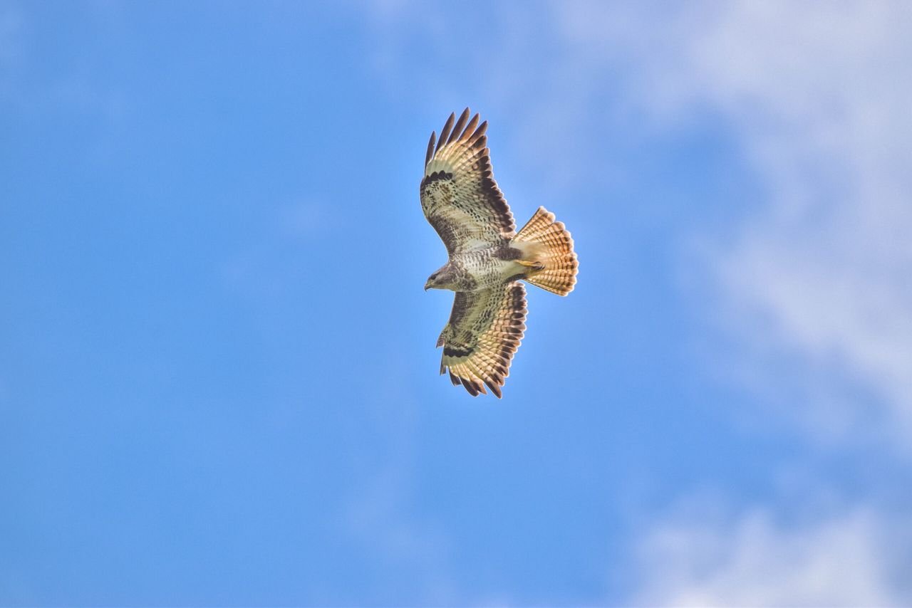 NFU Cymru welcomes High Court ruling on general licences for bird control